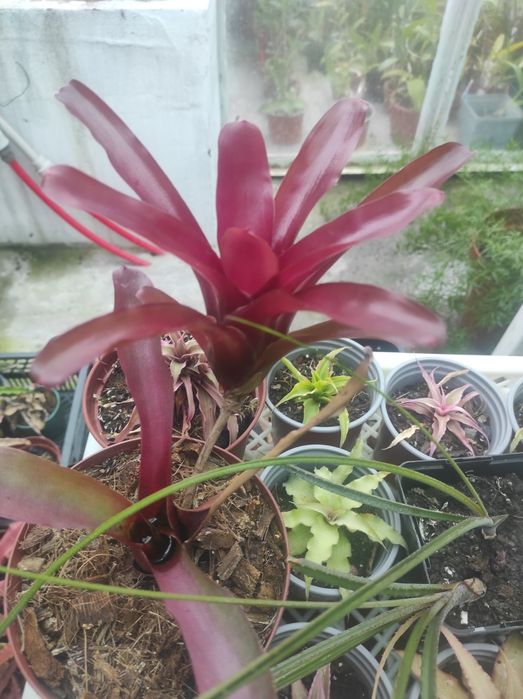 Папоротник. Pyrrosia lanceolata