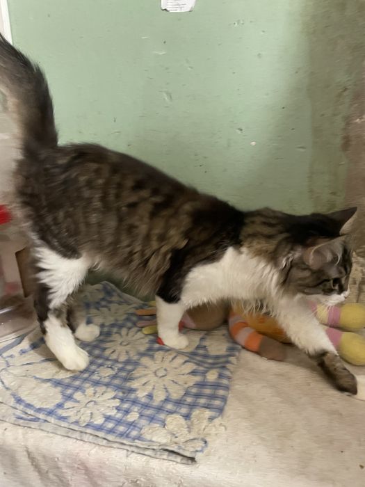 Котенок котик мальчик пушистый полосатый белый