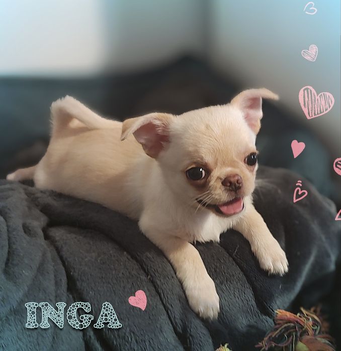 Chihuahua Inga Przepiękna