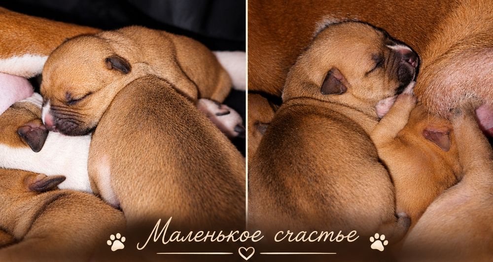 Щенки Pitbull Terrier
