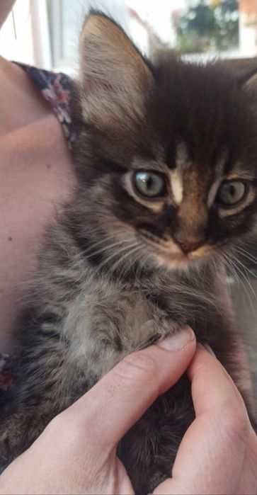 Котики в добрі руки. Пухнасте щастя.