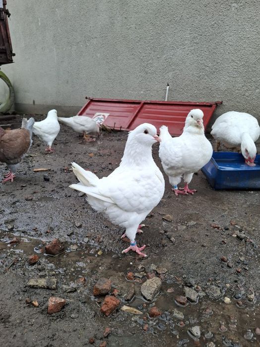 Kingi kingi gołębie ozdobne