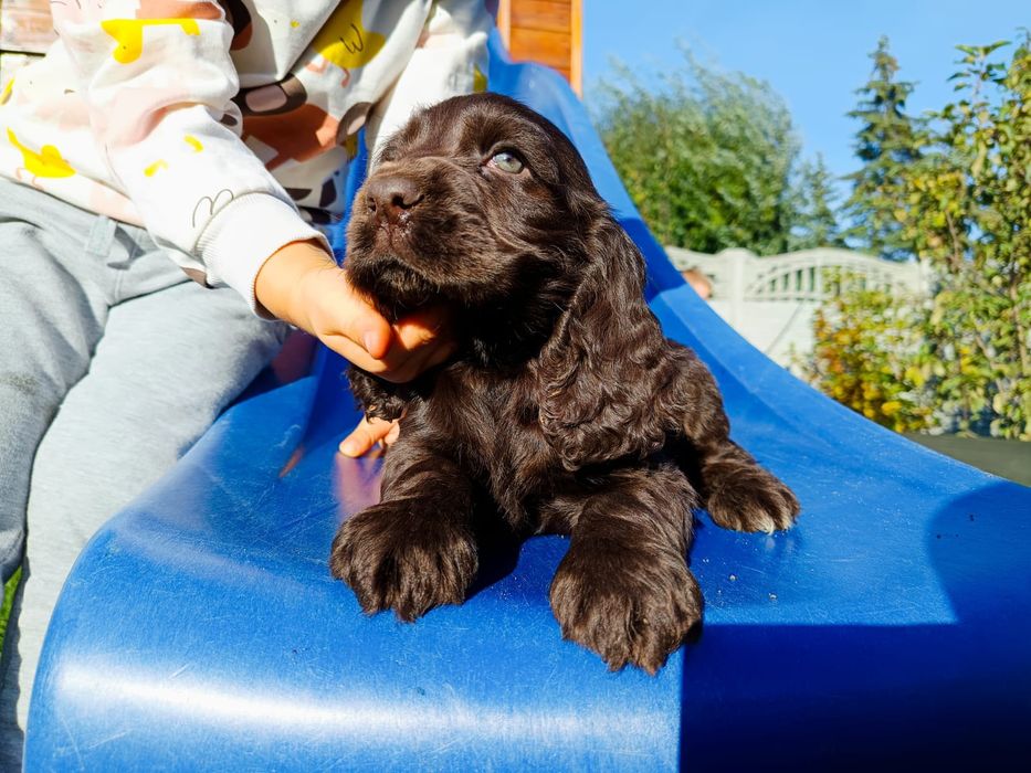 Cocker Spaniel Angielski clCzekoladowe
