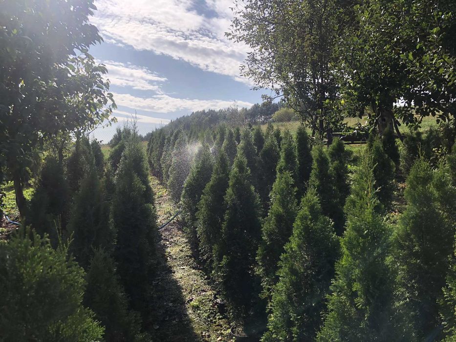 Tuja szmaragd doniczka 5 litrów wysokość tui 130-160 cm