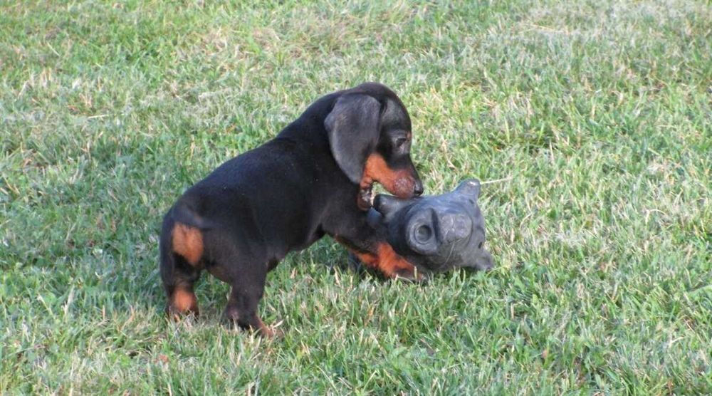 Teckel Fêmea Super - Garantia Contrato Despistes Genéticos