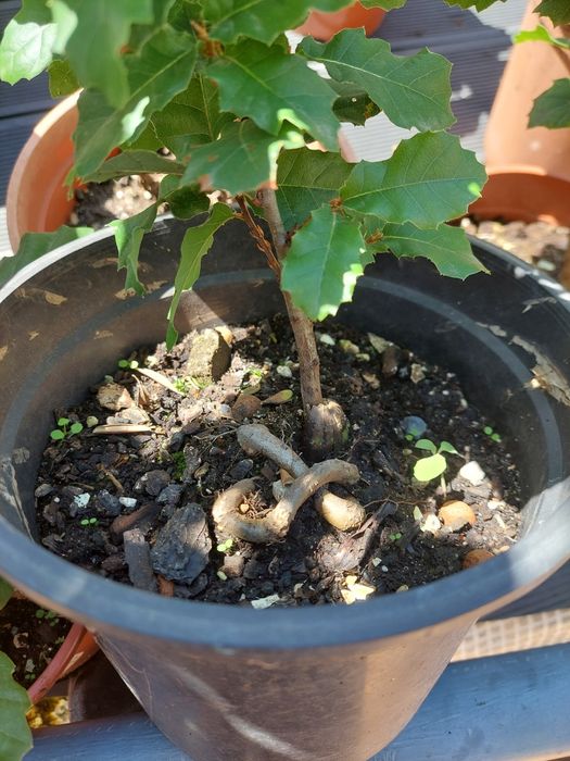 Carvalho Cerquinho Português (p/ Plantar ou Bonsai)