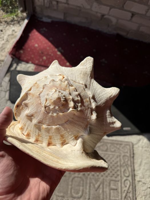 Мушля велика Касіс, Cassis,(Кассис) 30 см без сколов