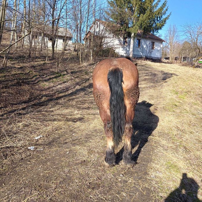 Sprzedam klacz zimnokrwistą
