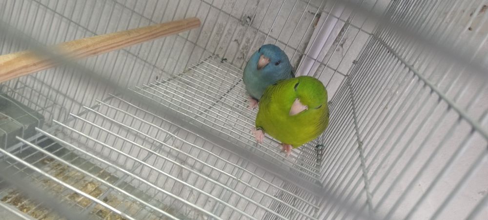 Vendo casal de catarinas