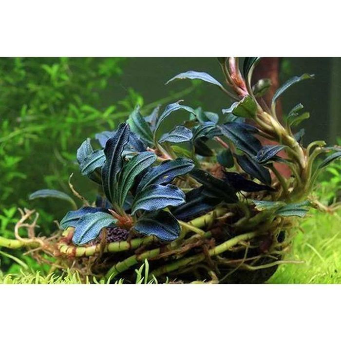 Bucephalandra Kendagang - BSP_PLANTS
