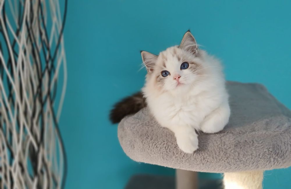 Piękna dziewczynka Ragdoll o  wspaniałym charakterze