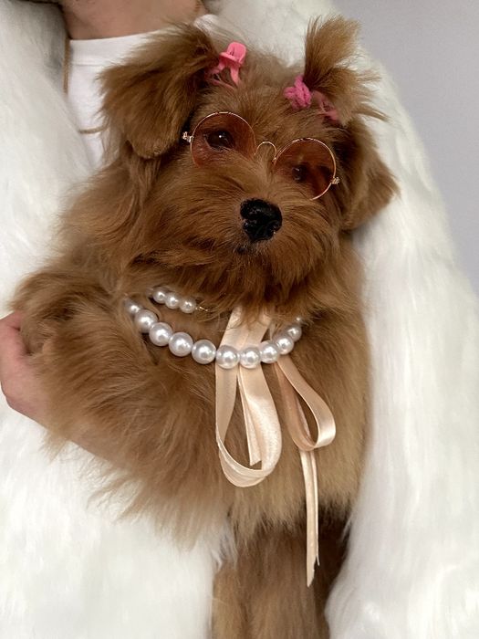 Помапу — Пухнасті принцеси хочуть до вас