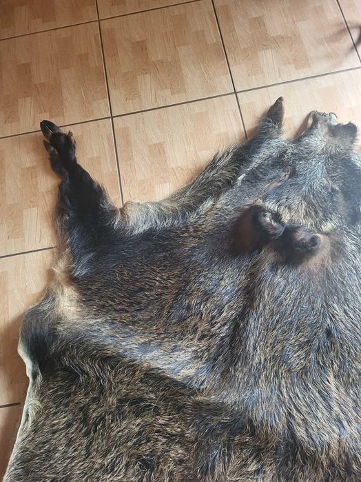 Skóra z dzika z racicami i uszkami