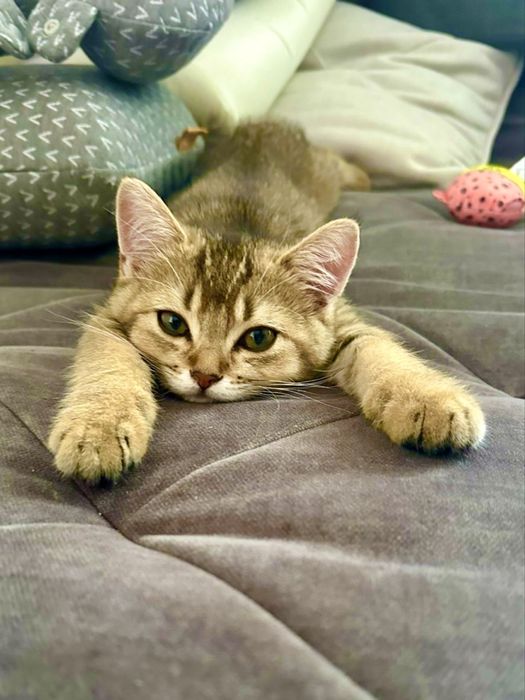 Шотландське кошеня золота шиншила .