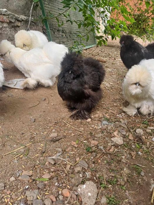 Jaja lęgowe silki/ jedwabiste