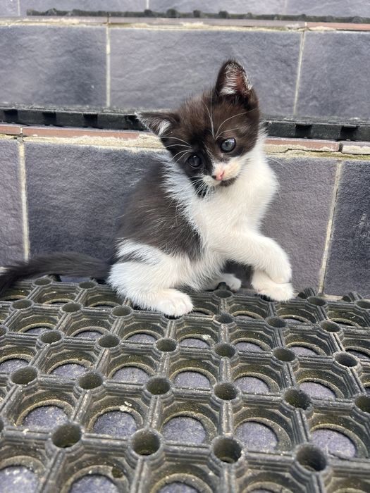 Котики в добрі руки