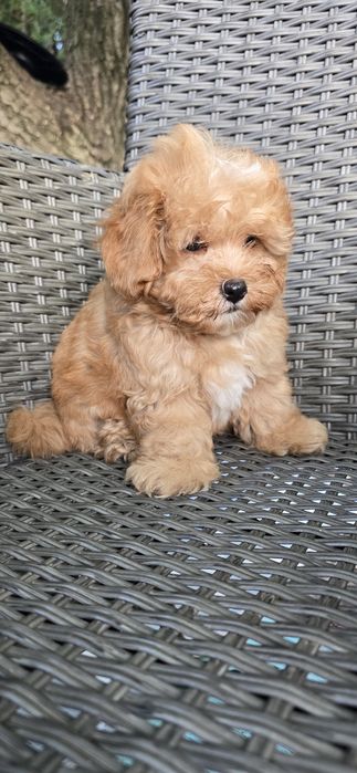 Maltipoo/ chłopczyk