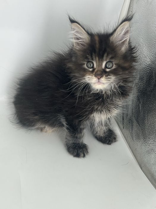 Котята мэйн -кун