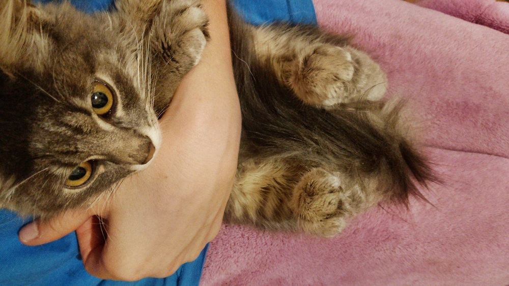 Загубився котик синій нашийник