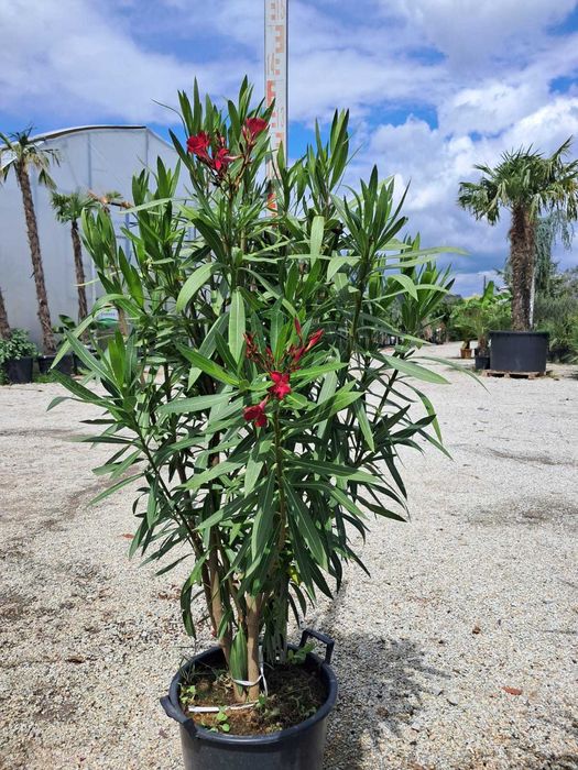 Oleander Rosso Sangue Semplice/Bianco Semplice/Rosa Semplice 1.3-1.5m