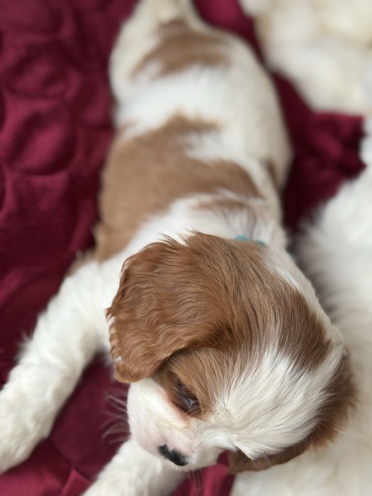 Piesek blenheim - Cavalier King Charles Spaniel