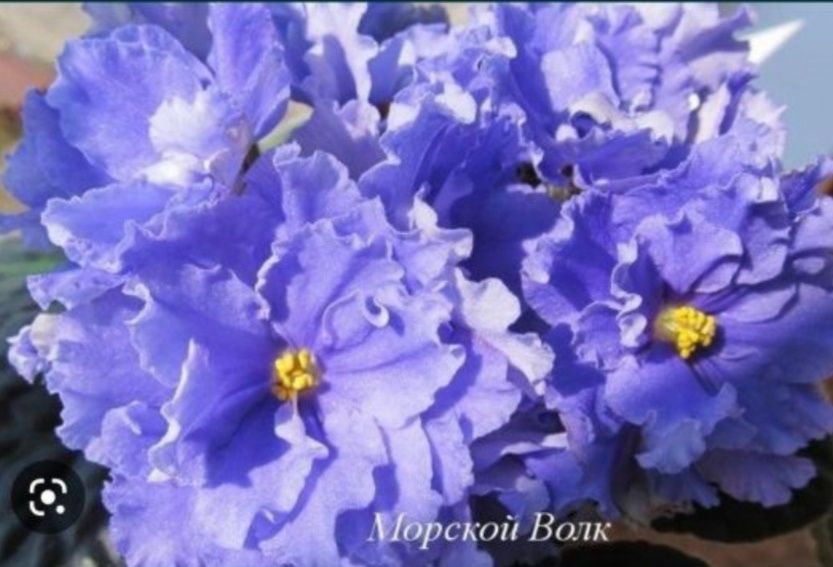 Сортовые сенполии фиалки