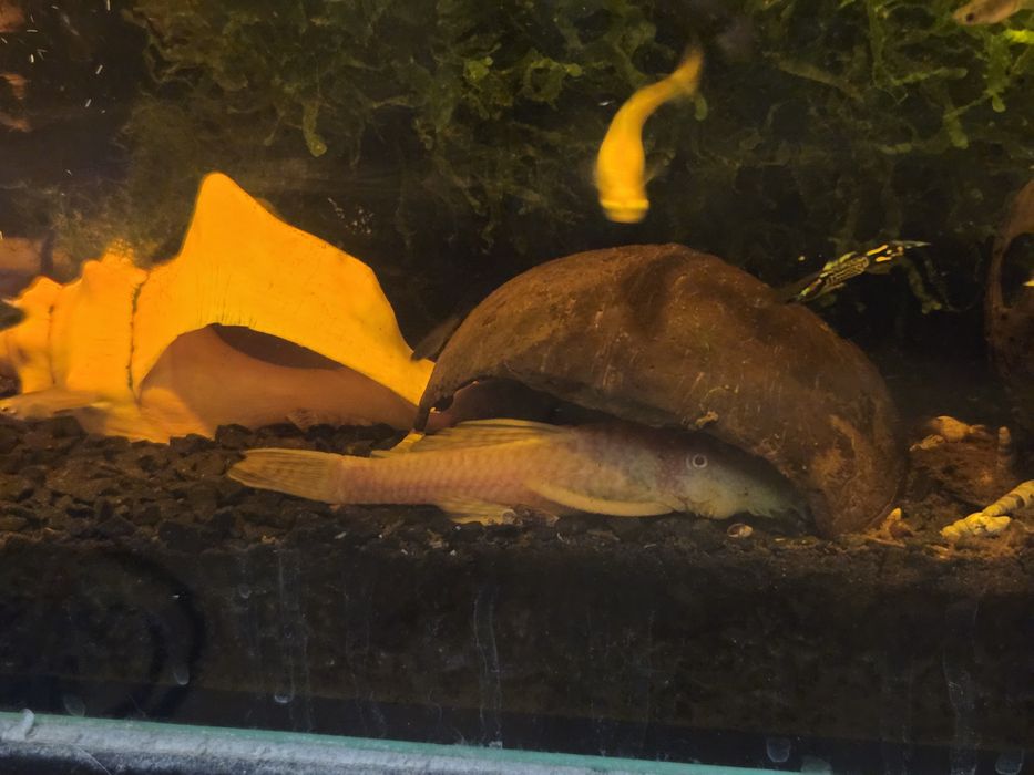 Zbrojnik " glonojad "