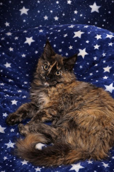 Истинные Мейн куни девочки