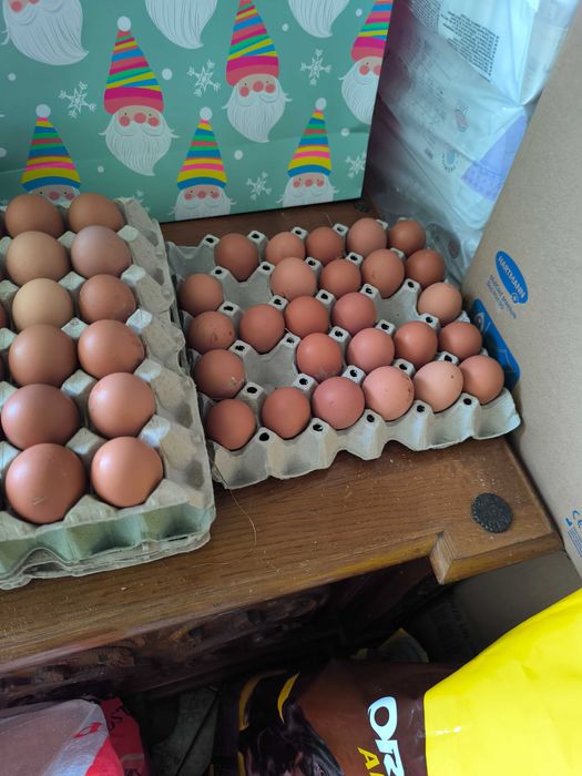 Ovos caseiros  de galinhas criadas o ar livre