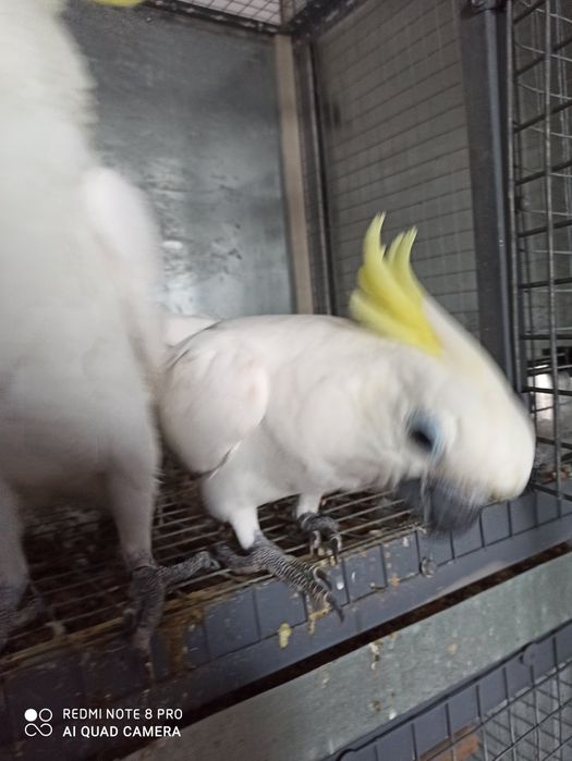 Cacatua galerita eleonora