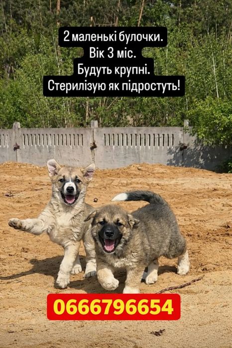 Собака безкоштовно