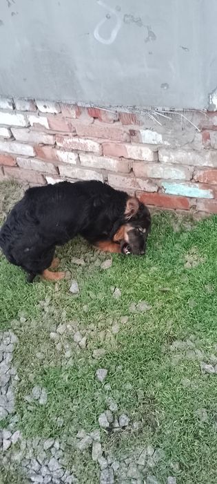 Дівчинка маленької породи пів року