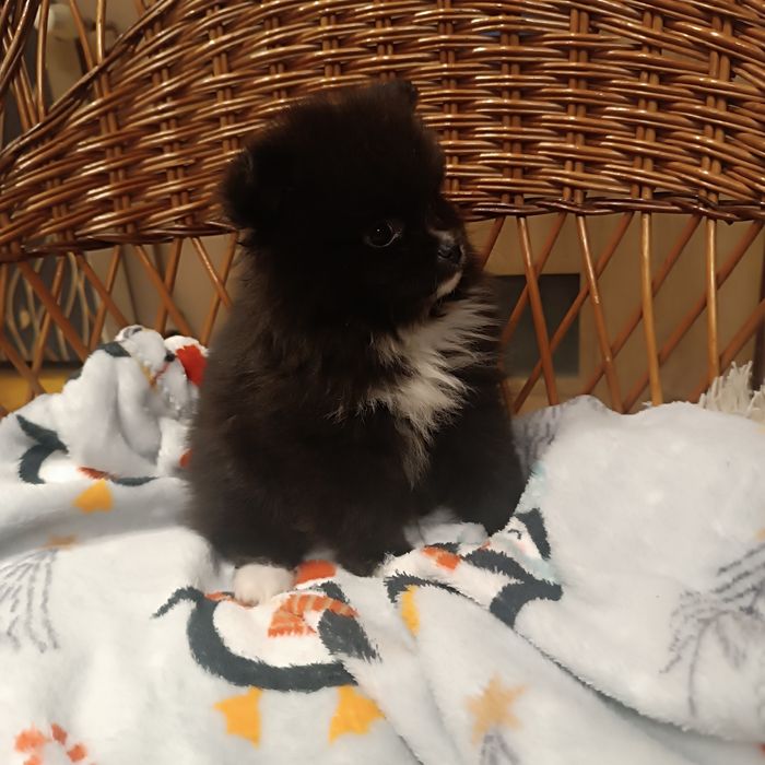 Szpic miniaturowy - suczka