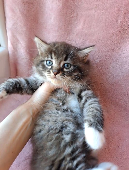 Шикарная сибирская девочка