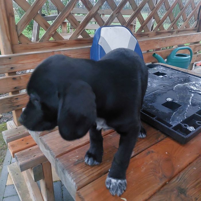 Отдам бесплатно  щенков