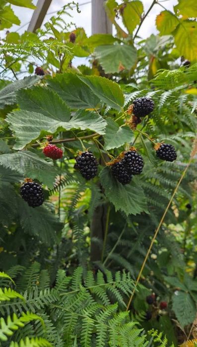 Amoreiras sem picos com 3 anos Triple Crown