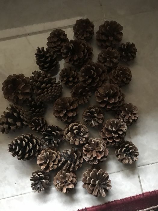 сосновые шишки . Соснові Шишки