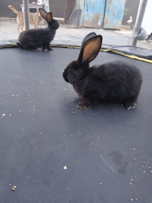 Продам свійських  кроликів