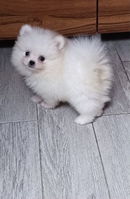 Spitz lulu da pomerania menino lulu