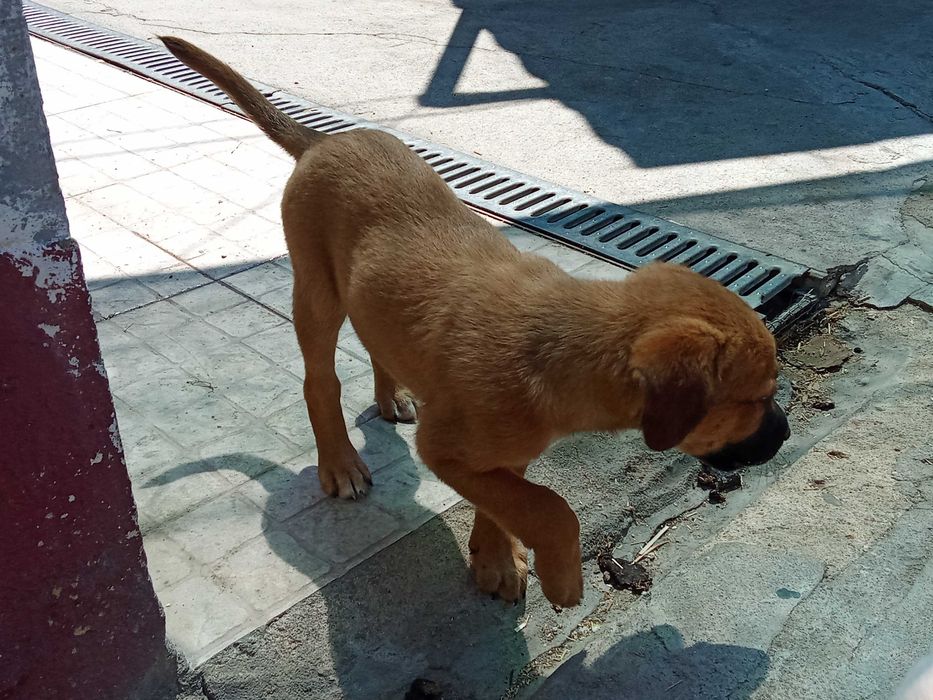 Cachorros pra adoção