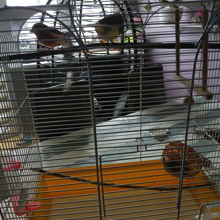 Sprzedam parke kanarkow