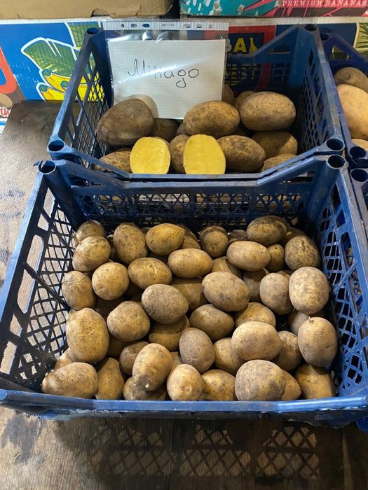 Мікадо ; Сорая - насіннєва картопля - 1 репродукція