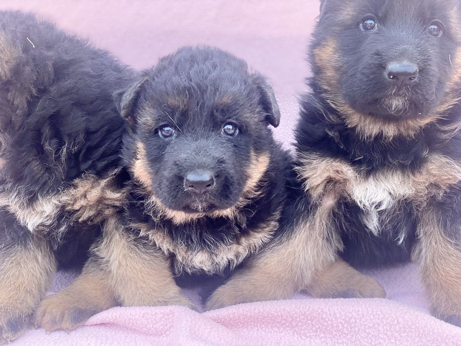 Цуценятка та підростки