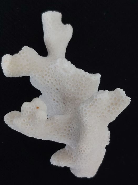 Kolekcjonerski okaz koralowca białego.