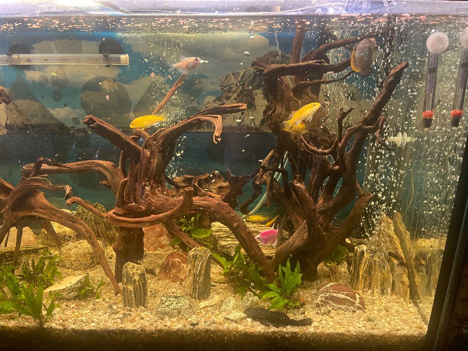 Oddam akwarium 200 l