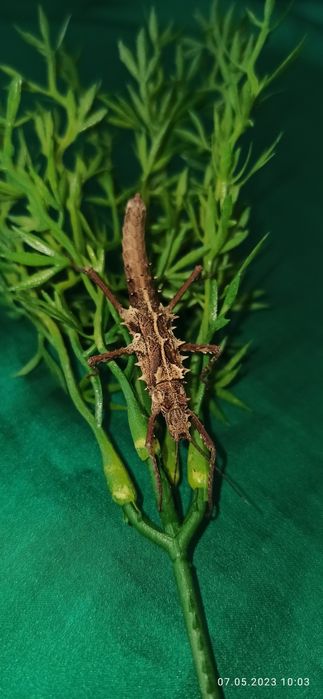 Палочник незвичайний  "Tisamenus sp Gagayan"