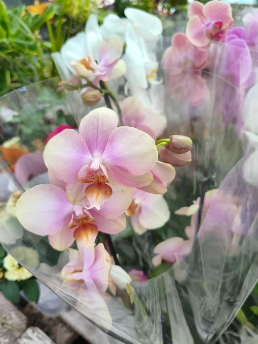 Orquídea Phalaenopsis - planta em vaso