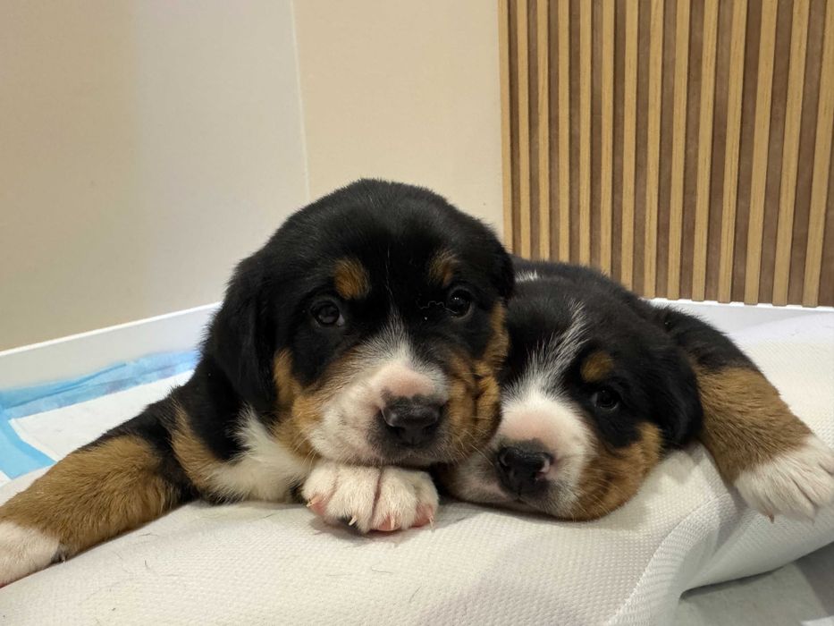 Entlebucher Sennenchund FCI - Suczka