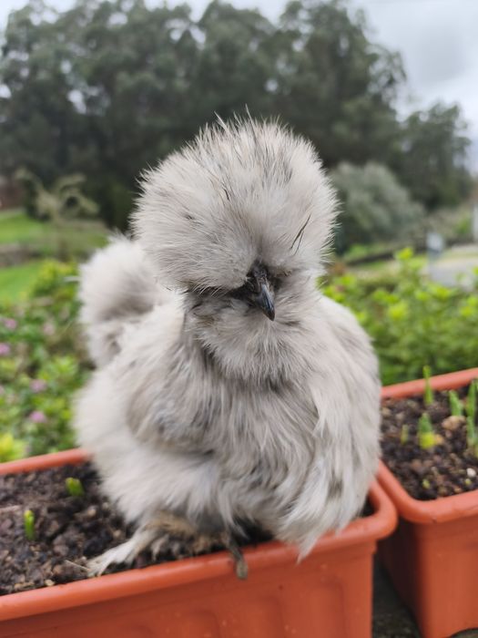 Sedosas do japao ovos