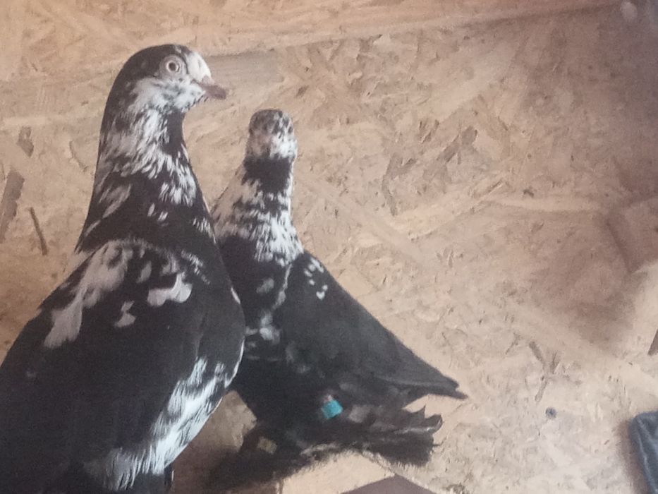 Gołębie ozdobne likwidacja hodowli